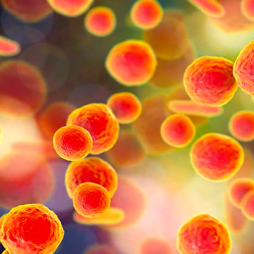 Role of Mycoplasmal Infections in Fatigue Illnesses: Chronic Fatigue and Fibromyalgia Syndromes, Gulf War Illness and Rheumatoid Arthritis
